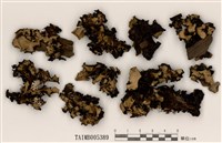 藏品(黃類斑葉衣)的圖片